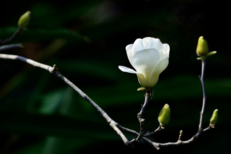 略窥粉色玉兰花花语，借花开放心