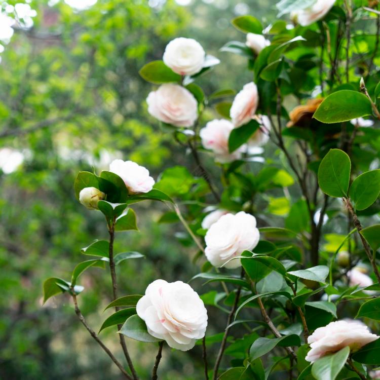 茶花美学——浅析李清照诗词中的茶花艺术