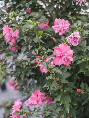 夏日清凉佳品——木槿花冰糖糯米藕