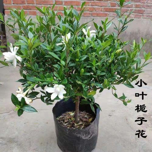 【小叶栀子花开花周期】每年开花的时间是什么时候？