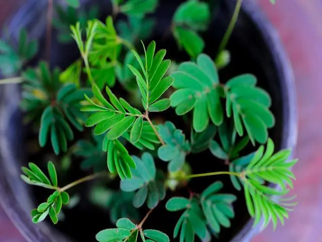 【含羞草- 古老植物的外形特征】植物学宝藏