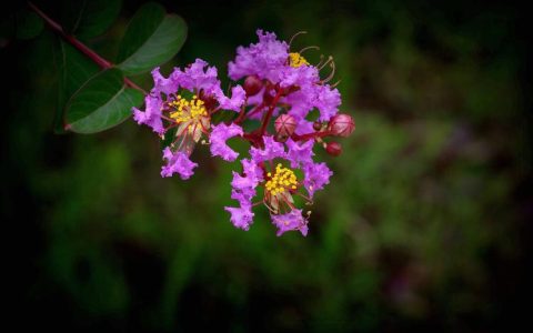 紫薇花，传递至臻情感，分享馨香芬芳