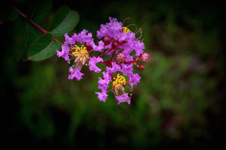 紫薇花，传递至臻情感，分享馨香芬芳