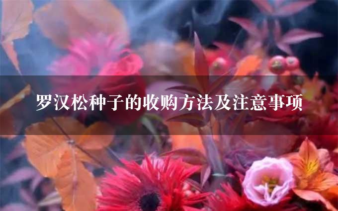 罗汉松种子的收购方法及注意事项