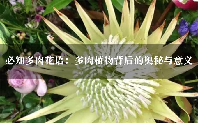 必知多肉花语：多肉植物背后的奥秘与意义