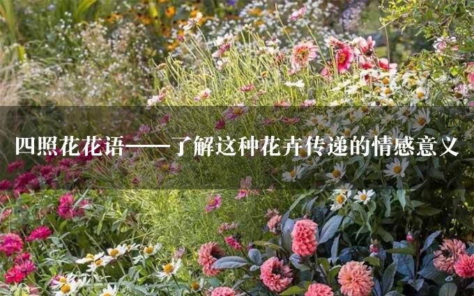 四照花花语——了解这种花卉传递的情感意义