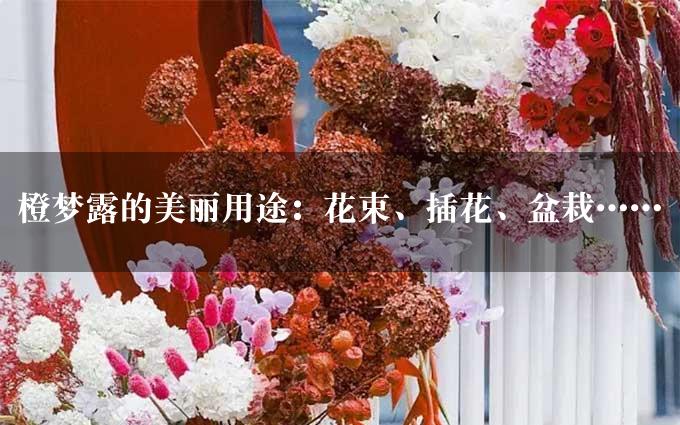 橙梦露的美丽用途：花束、插花、盆栽……