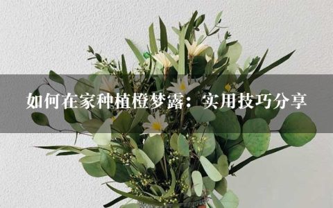 如何在家种植橙梦露：实用技巧分享