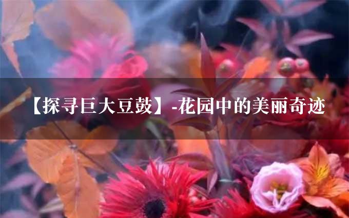 【探寻巨大豆鼓】-花园中的美丽奇迹