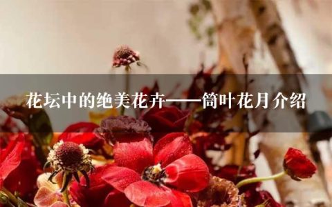 花坛中的绝美花卉——筒叶花月介绍