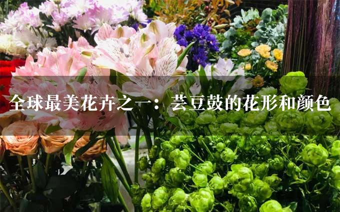 全球最美花卉之一：芸豆鼓的花形和颜色