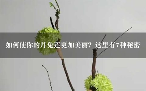 如何使你的月兔莲更加美丽？这里有7种秘密