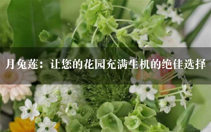 月兔莲：让您的花园充满生机的绝佳选择