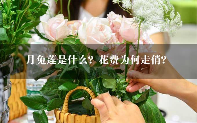 月兔莲是什么？花费为何走俏？