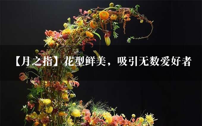 【月之指】花型鲜美，吸引无数爱好者