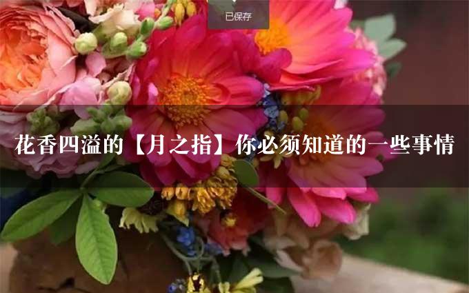 花香四溢的【月之指】你必须知道的一些事情