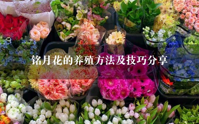 铭月花的养殖方法及技巧分享