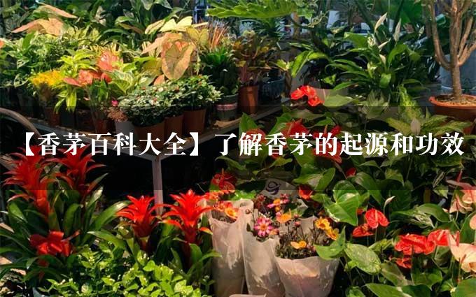 【香茅百科大全】了解香茅的起源和功效