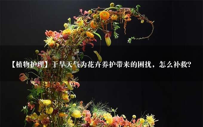 【植物护理】干旱天气为花卉养护带来的困扰，怎么补救？