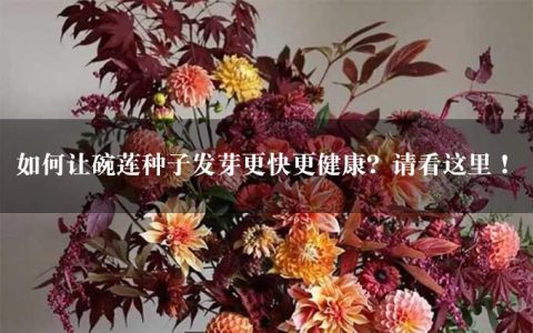 如何让碗莲种子发芽更快更健康？请看这里！