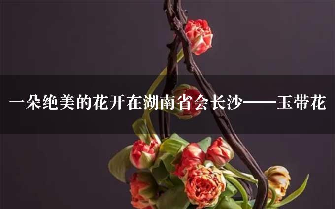 一朵绝美的花开在湖南省会长沙——玉带花