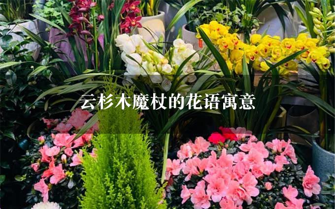 云杉木魔杖的花语寓意