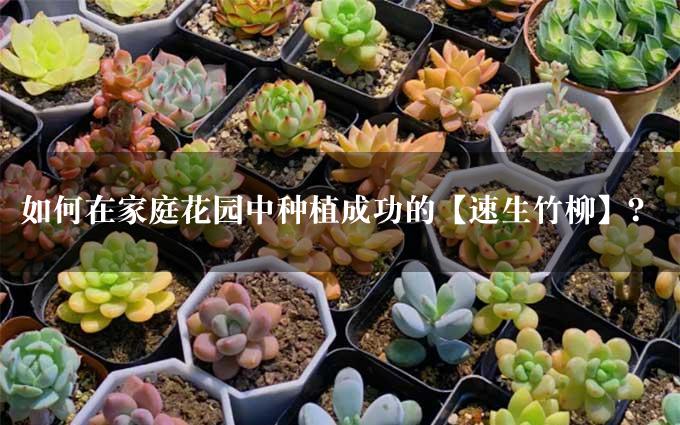 如何在家庭花园中种植成功的【速生竹柳】？