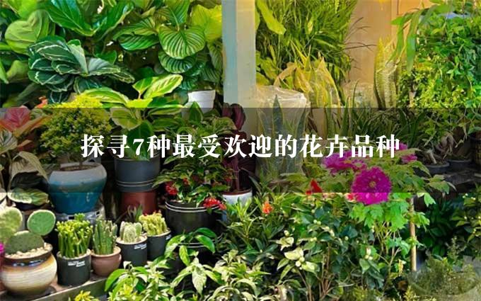 探寻7种最受欢迎的花卉品种