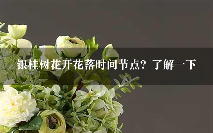 银桂树花开花落时间节点？了解一下