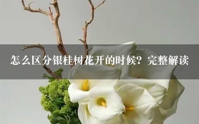 怎么区分银桂树花开的时候？完整解读