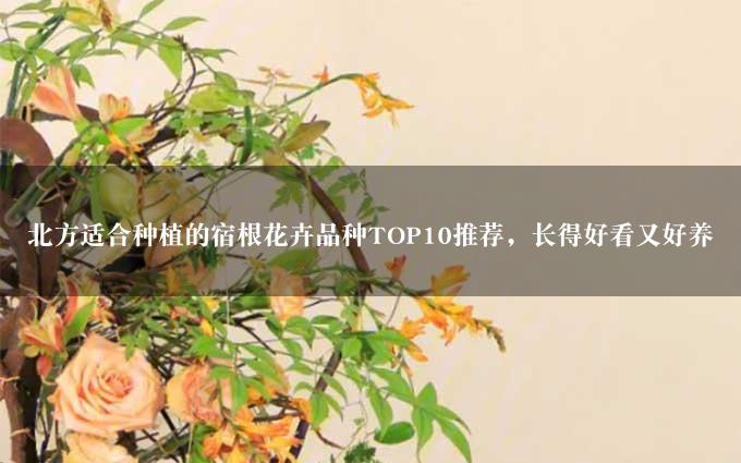 北方适合种植的宿根花卉品种TOP10推荐，长得好看又好养