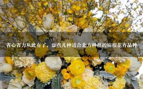 省心省力从此有了，盘点几种适合北方种植的宿根花卉品种