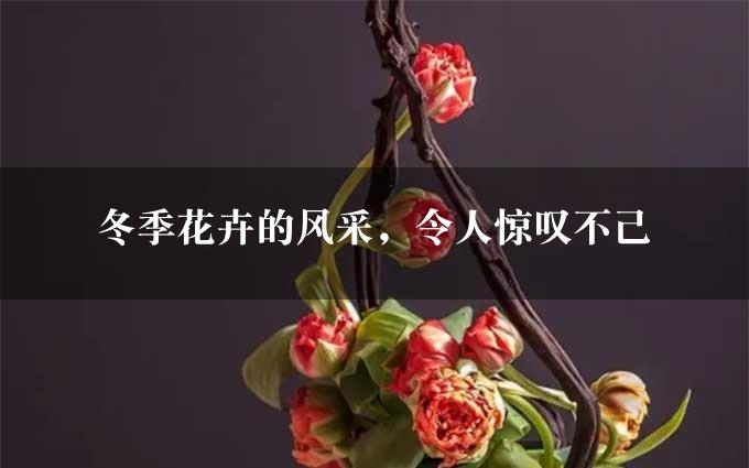 冬季花卉的风采，令人惊叹不已