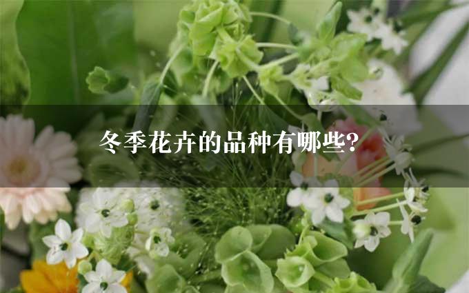 冬季花卉的品种有哪些？