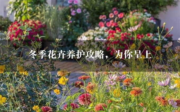 冬季花卉养护攻略，为你呈上