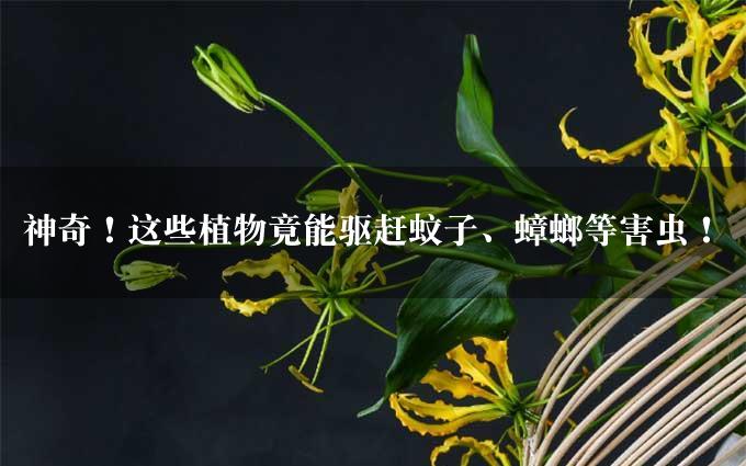 神奇！这些植物竟能驱赶蚊子、蟑螂等害虫！