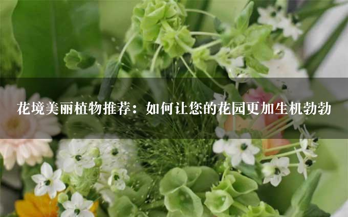 花境美丽植物推荐：如何让您的花园更加生机勃勃