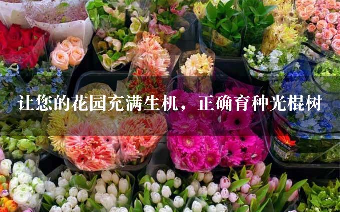 让您的花园充满生机，正确育种光棍树