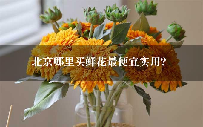 北京哪里买鲜花最便宜实用？