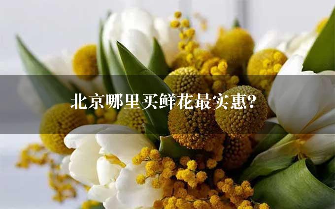 北京哪里买鲜花最实惠？