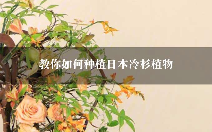 教你如何种植日本冷杉植物