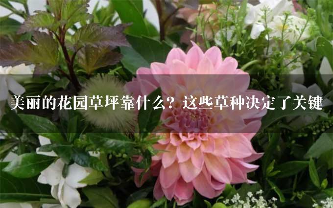 美丽的花园草坪靠什么？这些草种决定了关键