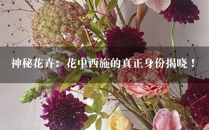 神秘花卉：花中西施的真正身份揭晓！