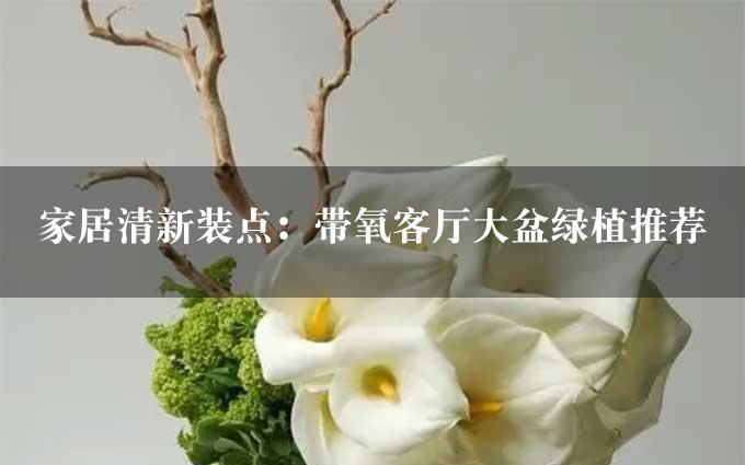 家居清新装点：带氧客厅大盆绿植推荐