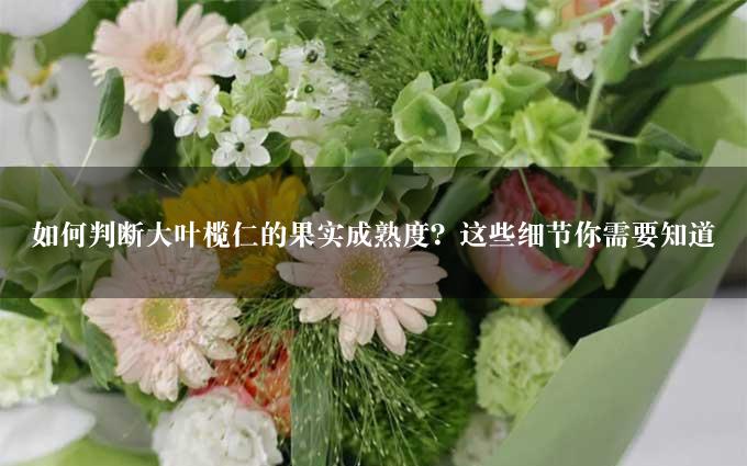 如何判断大叶榄仁的果实成熟度？这些细节你需要知道