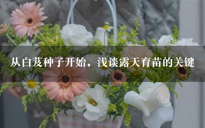 从白芨种子开始，浅谈露天育苗的关键