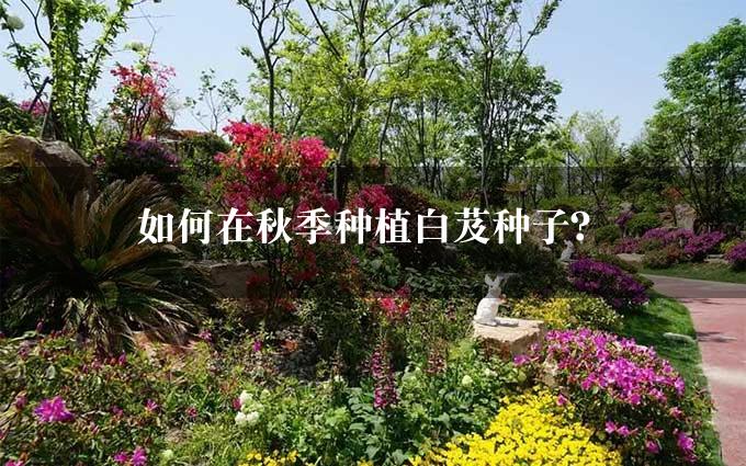 如何在秋季种植白芨种子？