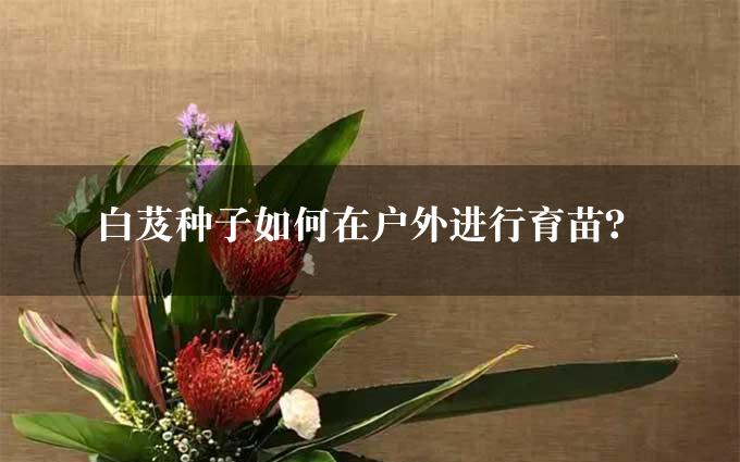 白芨种子如何在户外进行育苗？