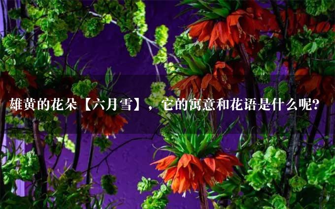 雄黄的花朵【六月雪】，它的寓意和花语是什么呢？