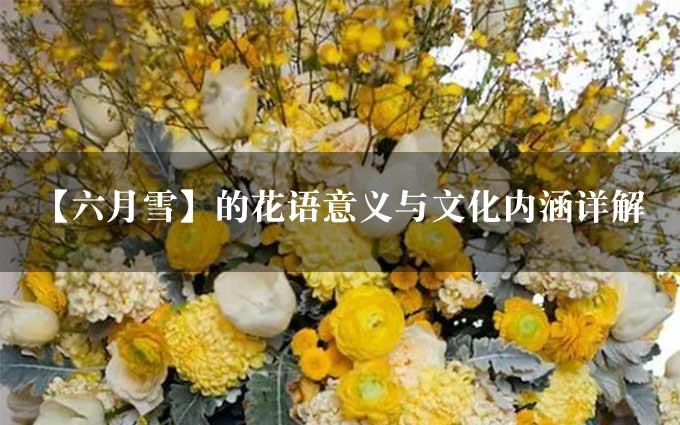 【六月雪】的花语意义与文化内涵详解